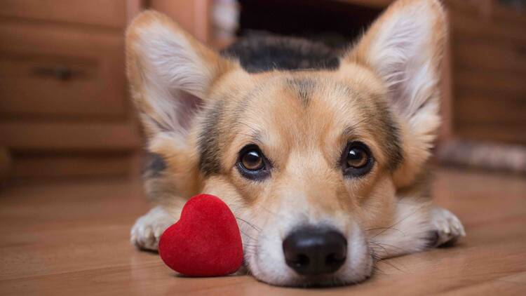 A dog with a red heart