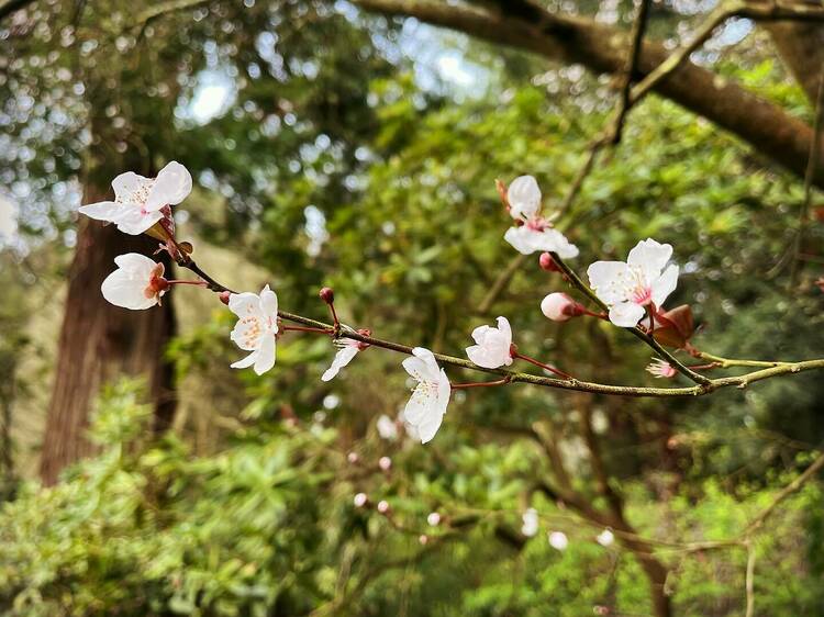 Eight Things You Probably Don't Know About Flowering Cherry Trees -  Brooklyn Botanic Garden