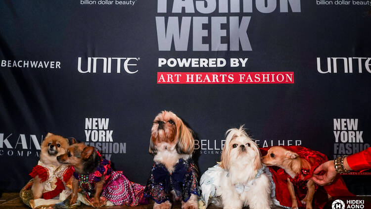 Dogs pose in their costumes at fashion week.