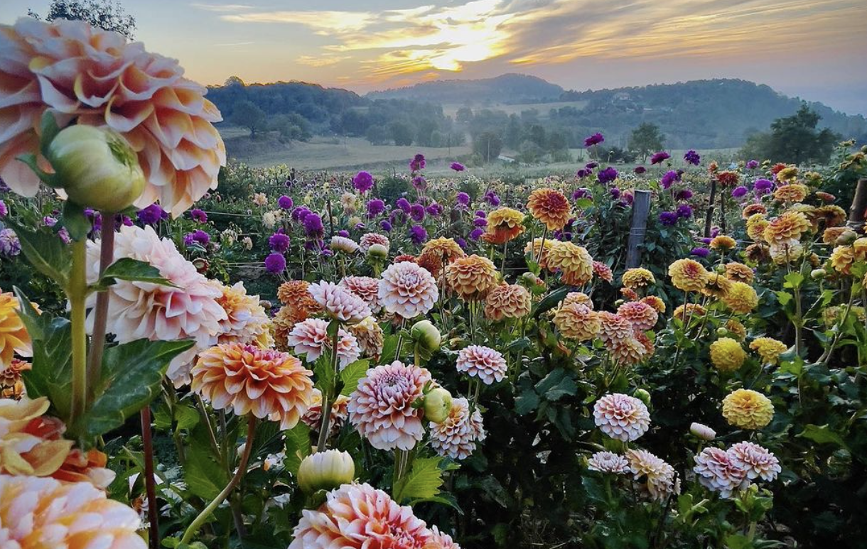 Así es la granja de flores más grande de Cataluña (con más de 500  variedades diferentes)