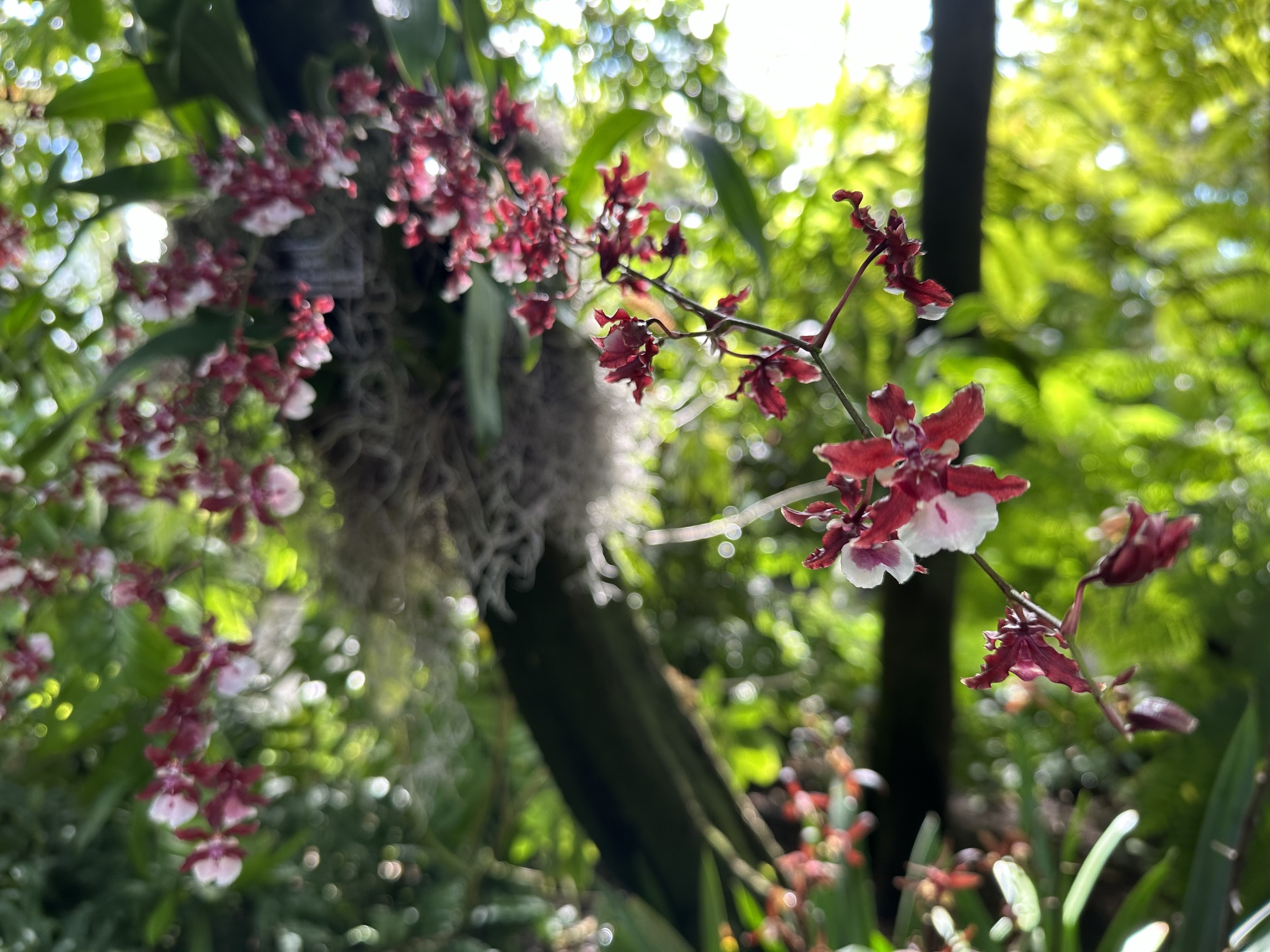 Tiny pink and red orchids.