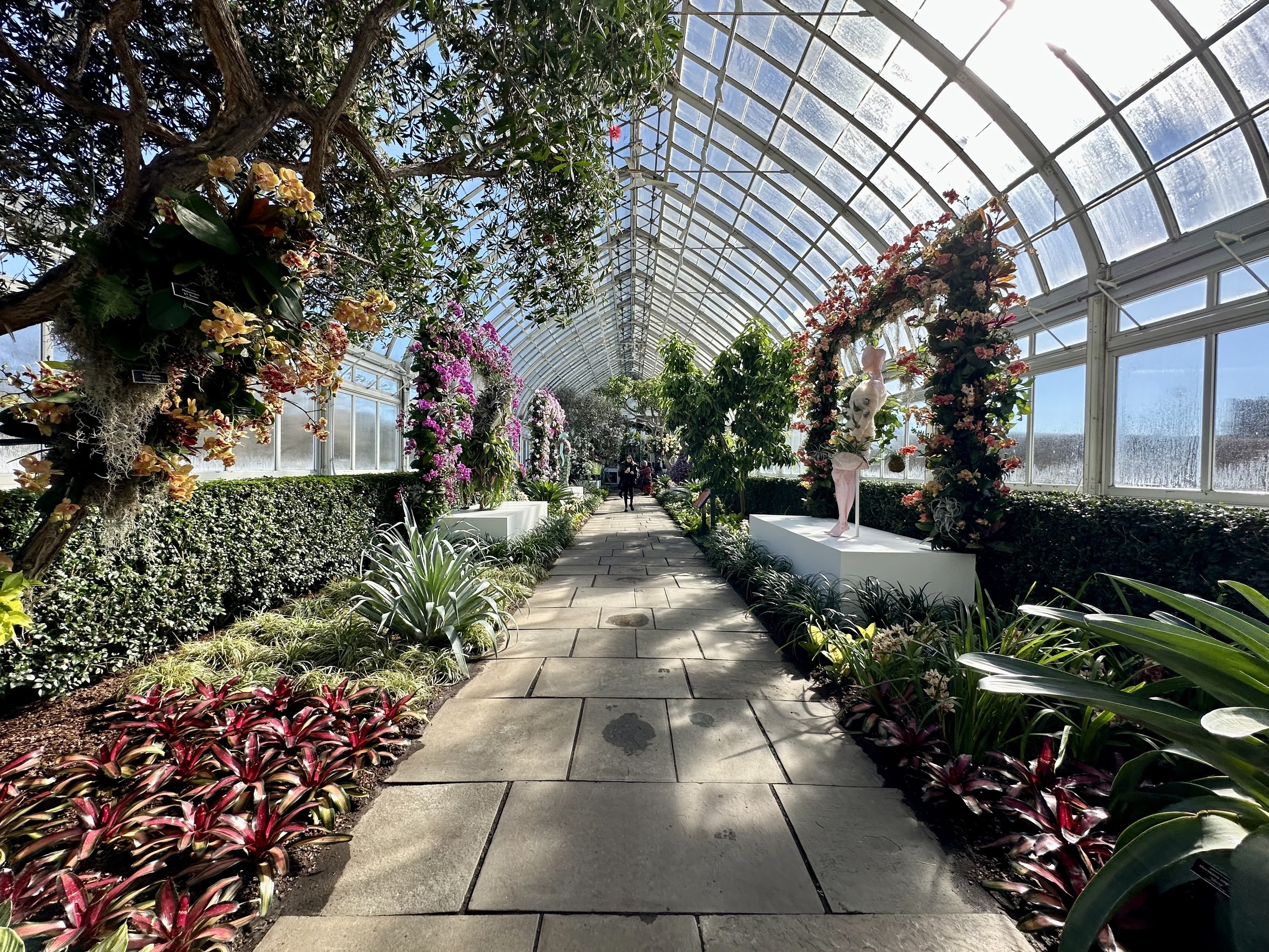 Orchids in the conservatory.