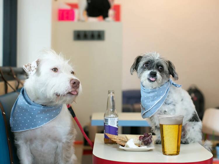 Dog cafe Boris & Horton is now under new ownership and will have a grand reopening to celebrate