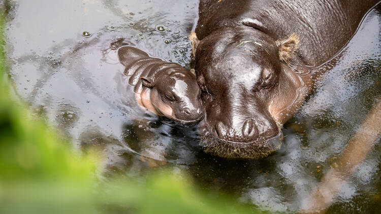 Pygmy Hippo at Taronga Zoo