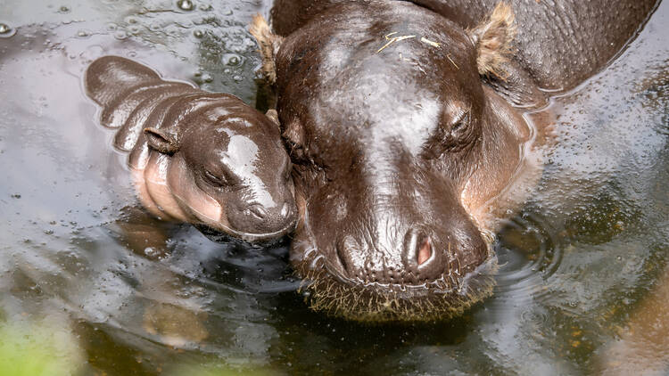 Pygmy Hippo at Taronga Zoo