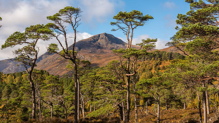 Pine forest in Scotladn