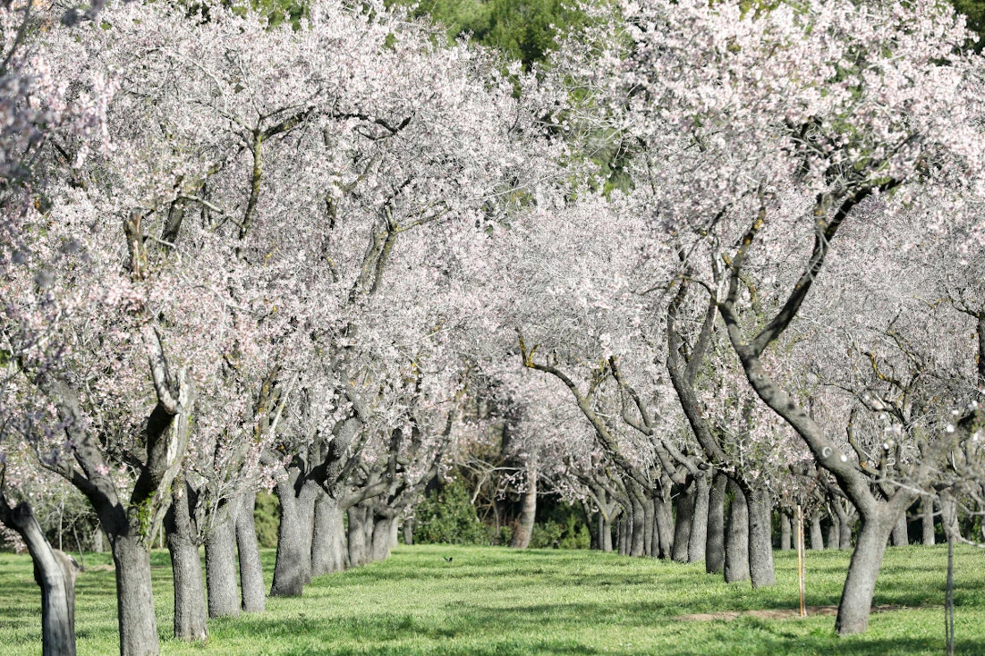 Floraci&oacute;n La Quinta de los Molinos