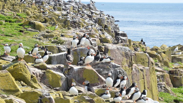 Farne Islands, puffins, UK