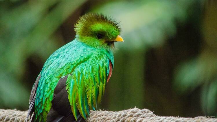 Quetzal en El Nido aviario