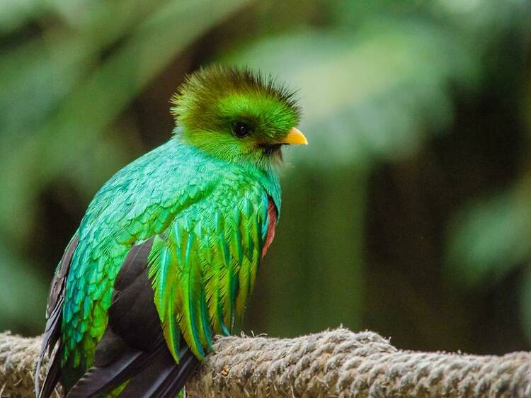 Santuario El Nido Aviario reabre sus puertas en marzo 2024