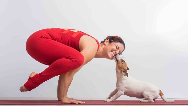 A woman does yoga while a dog gives her kisses