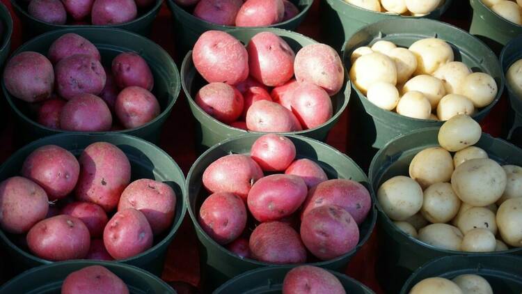 Spud buckets at Robertson Potato Festival