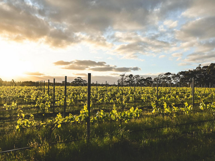 Go wine tasting in Margaret River