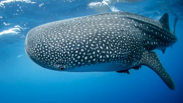 Whale shark viewing