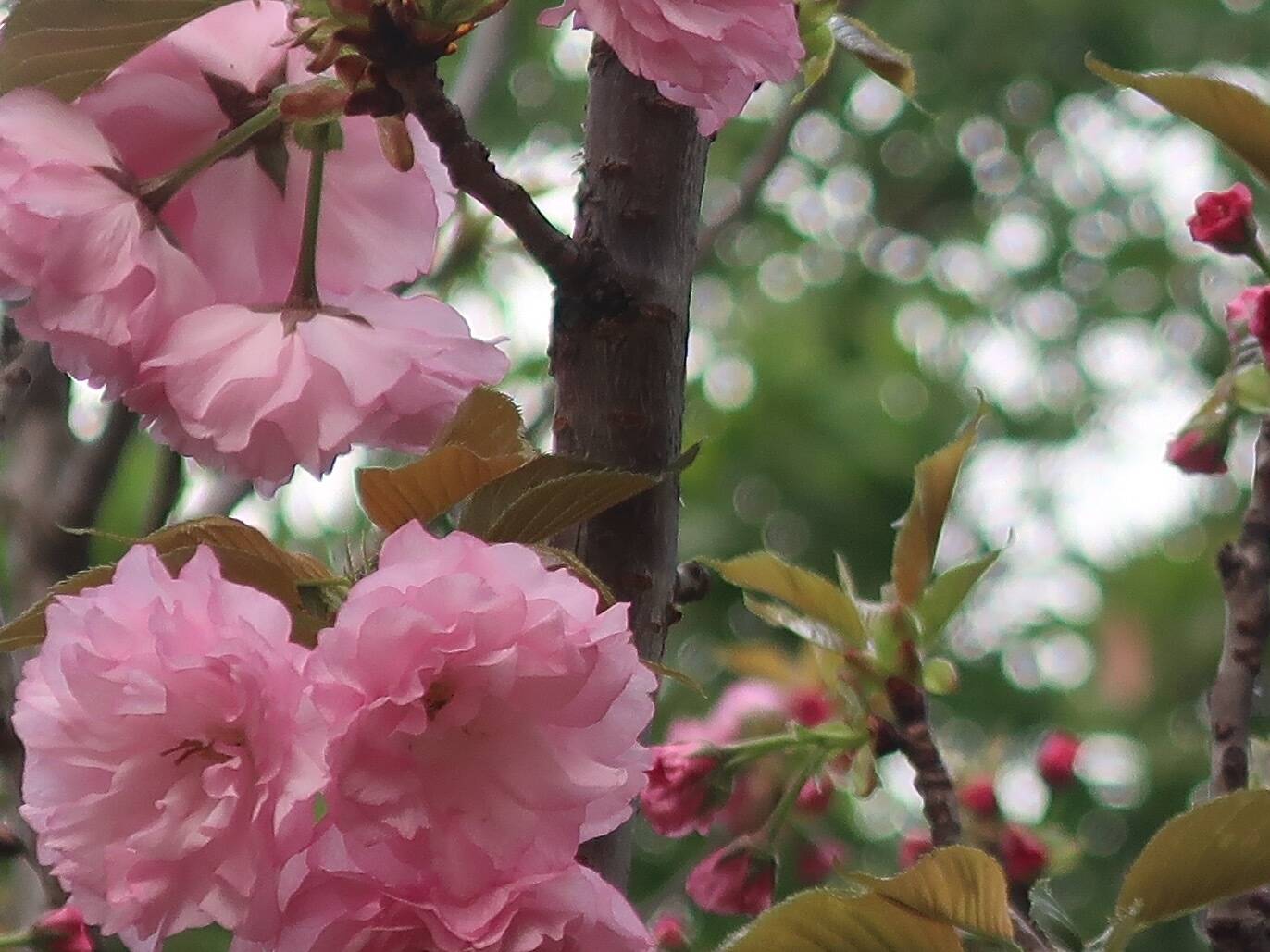 9 Best Places to See Cherry Blossom in Hong Kong 2024