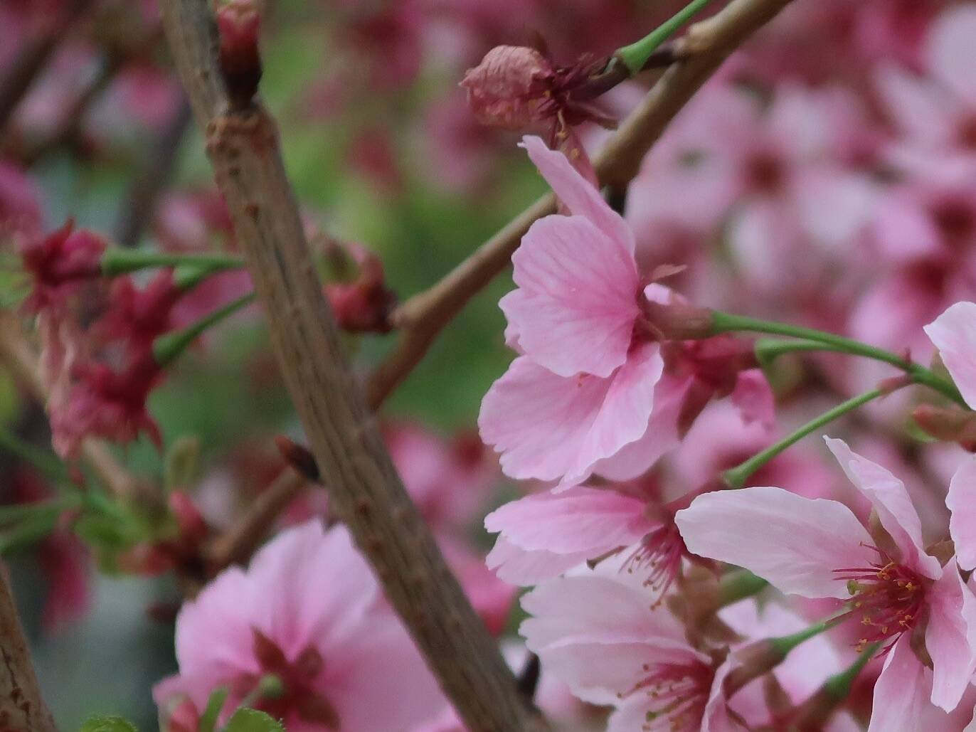 9 Best Places to See Cherry Blossom in Hong Kong 2024