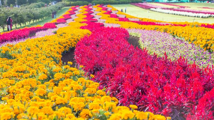 A field of colourful flowers. 