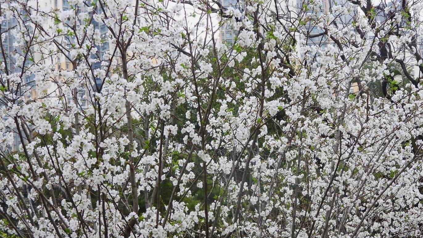 9 Best Places to See Cherry Blossom in Hong Kong 2024