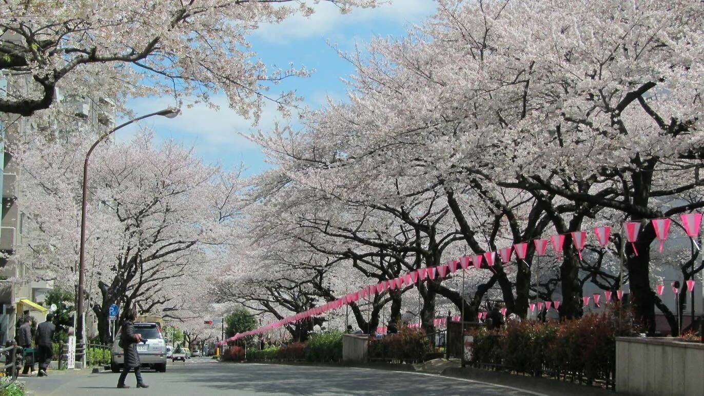 A Parade of Bright Flowers in a City With a Dark Past, Travel