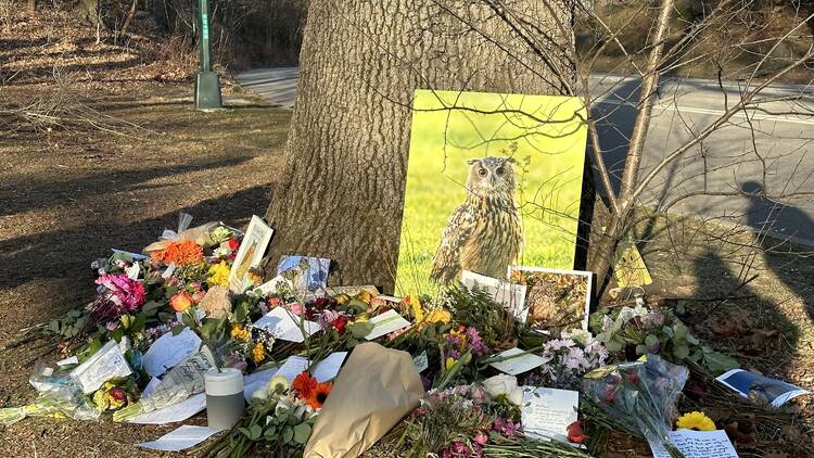 A makeshift tribute to Flaco the owl underneath a tree in Central Park.