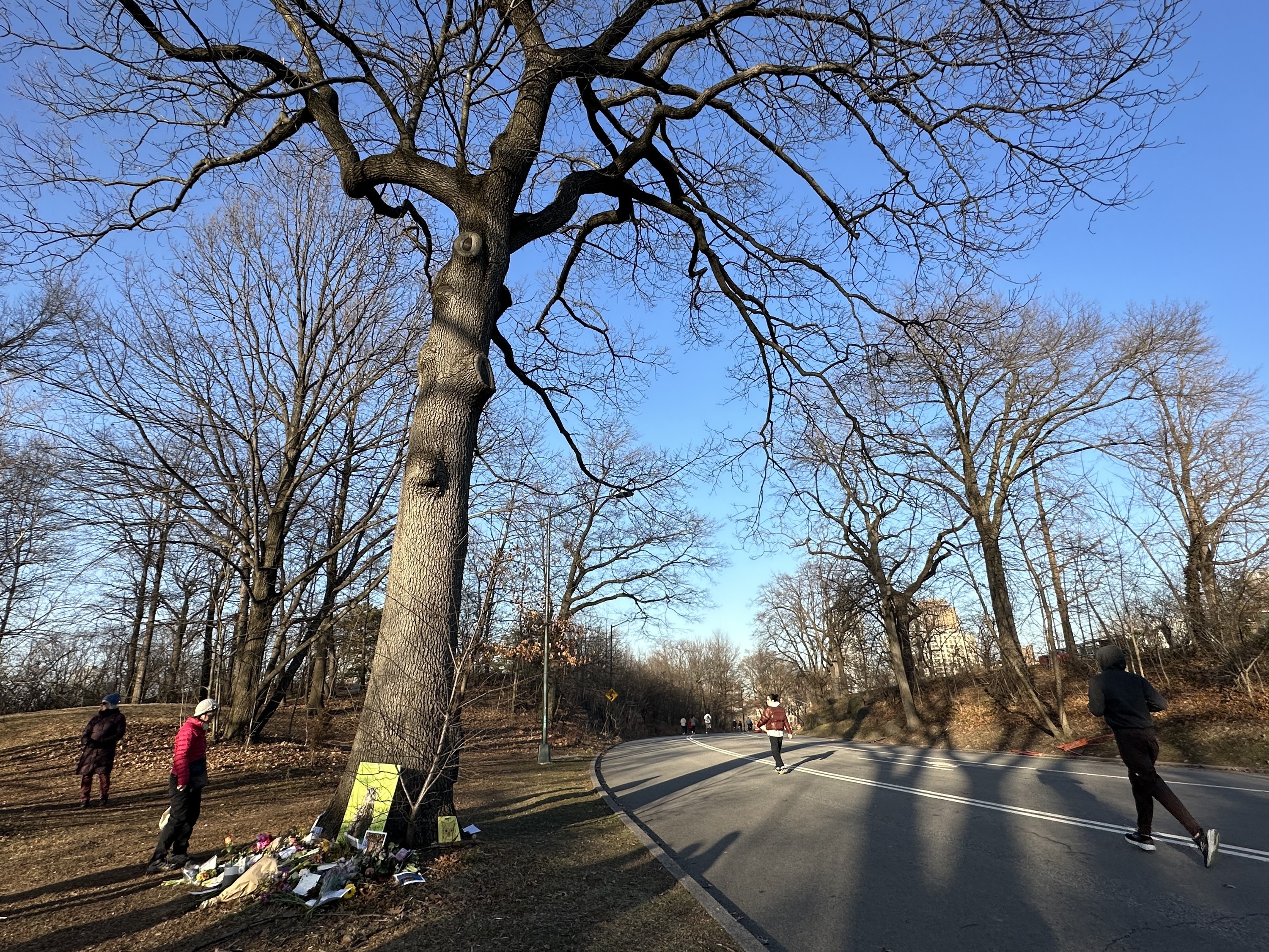 A makeshift tribute to Flaco the owl underneath a tree in Central Park.