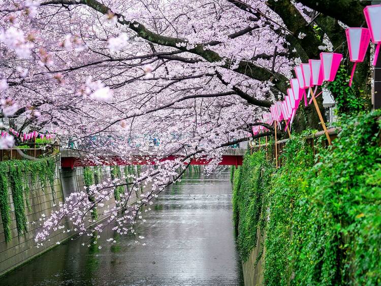 The official Japan cherry blossom forecast for 2024 – updated weekly