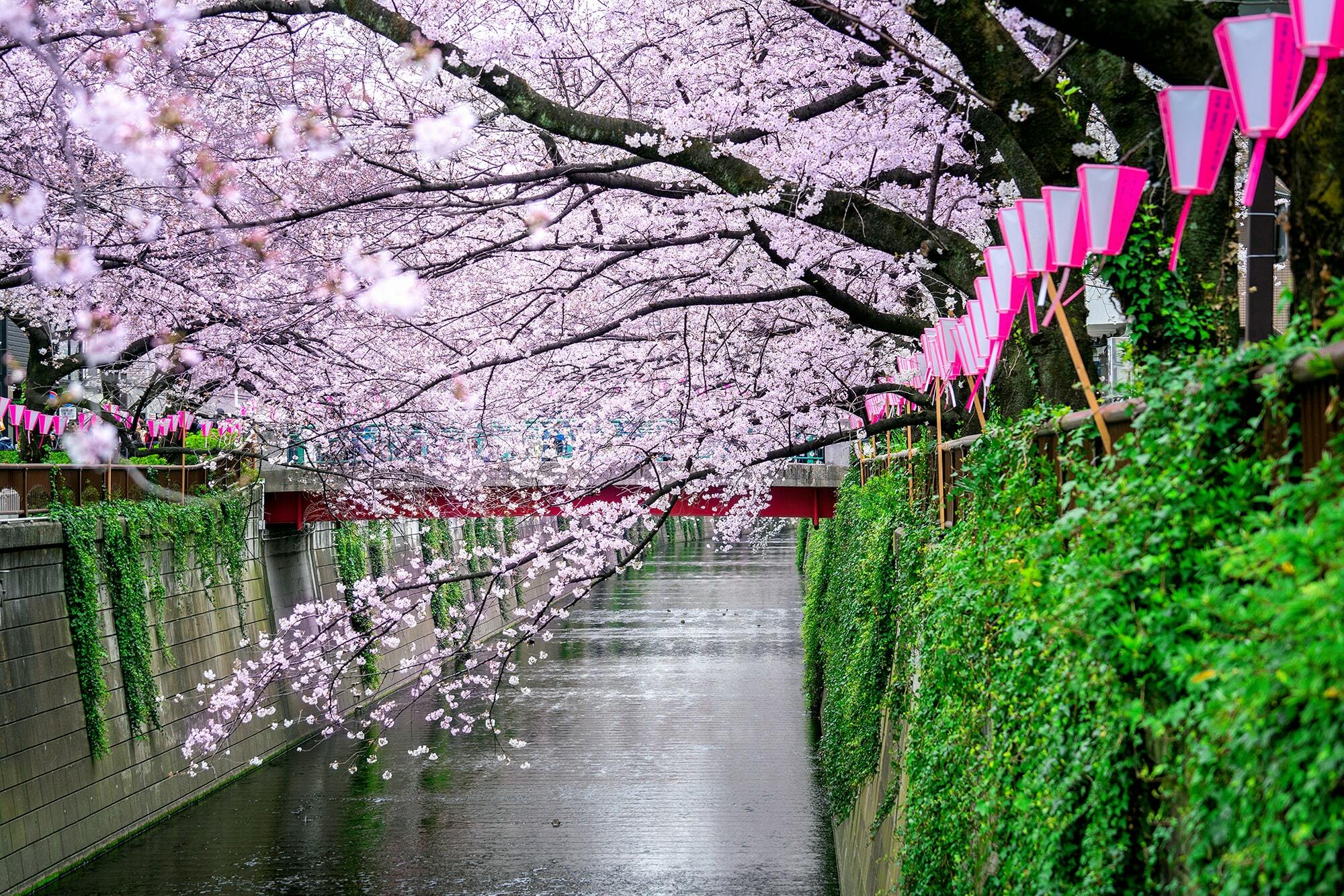 The 2024 cherry blossom season in Tokyo has officially begun