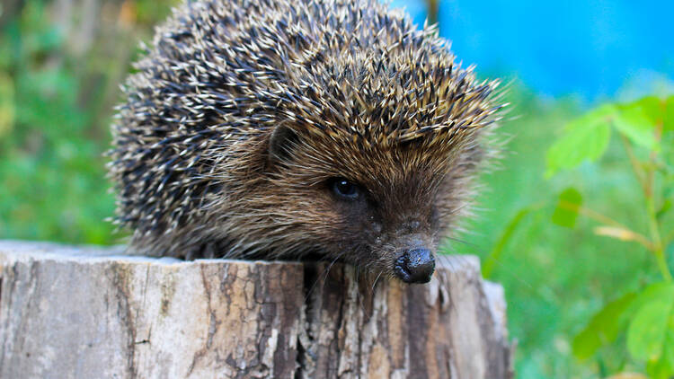 Hedgehog in a garden, UK
