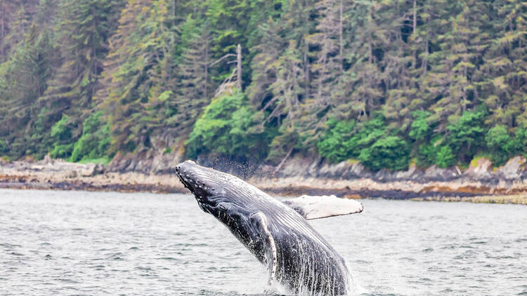 Juneau, AK