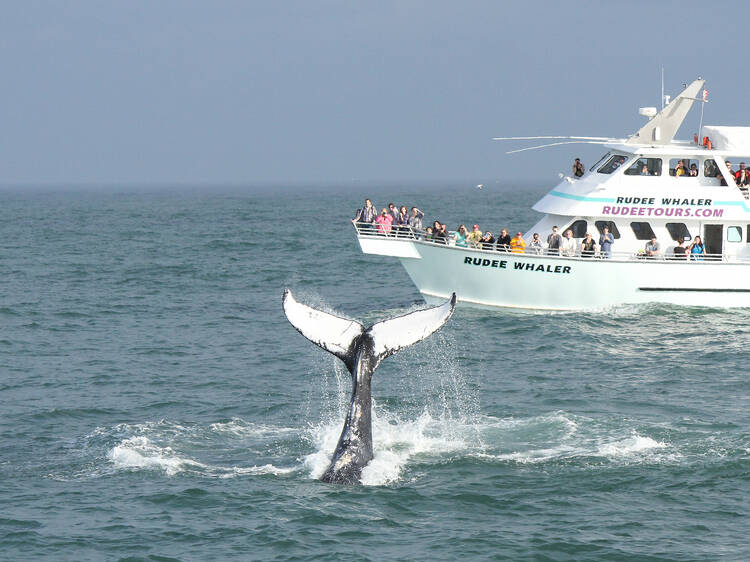 The best spots for whale watching in the USA