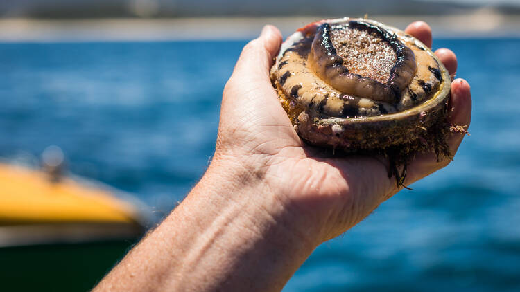 Person holding an abalone.