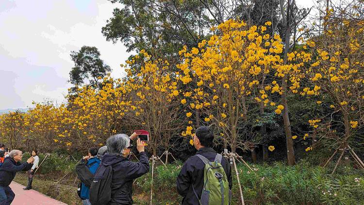 黃花風鈴木2025好去處推介：花期、交通、南昌公園、機場黃花風鈴木開花情報