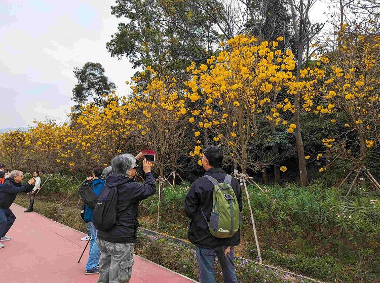 黃花風鈴木2025好去處推介：花期、交通、南昌公園、機場黃花風鈴木開花情報