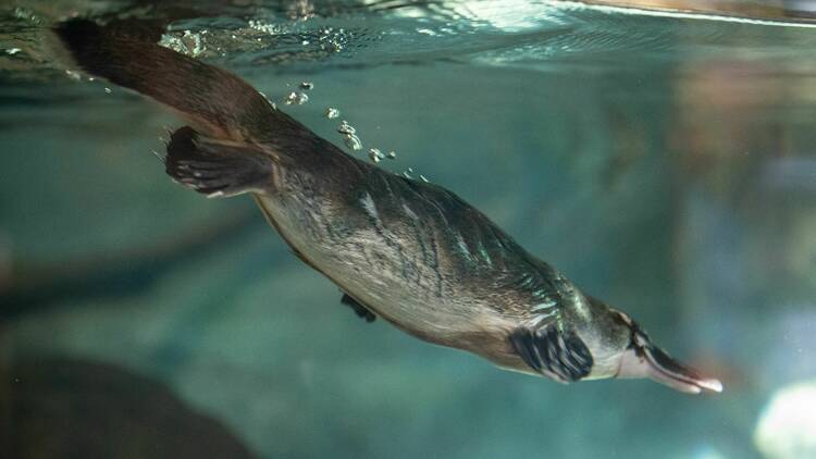 platypus at Taronga Western Plains Zoo