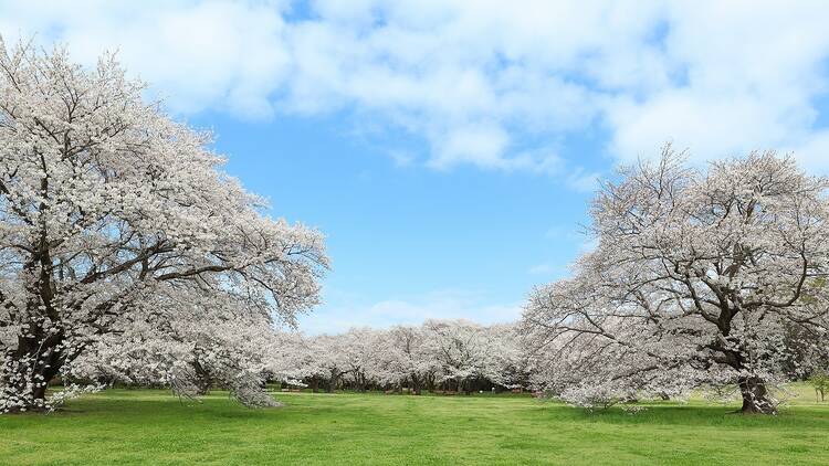 国営昭和記念公園フラワーフェスティバル2024