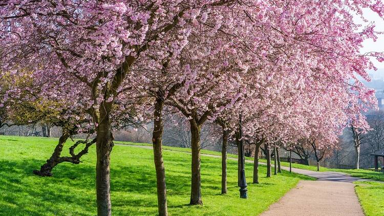 Cherry blossom trees in London, Alexandra Park
