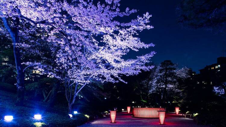 東京、夜桜イルミネーション2024