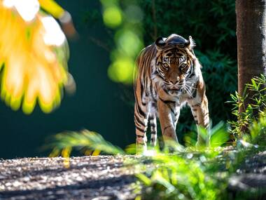 Adelaide Zoo Adelaide Zoo