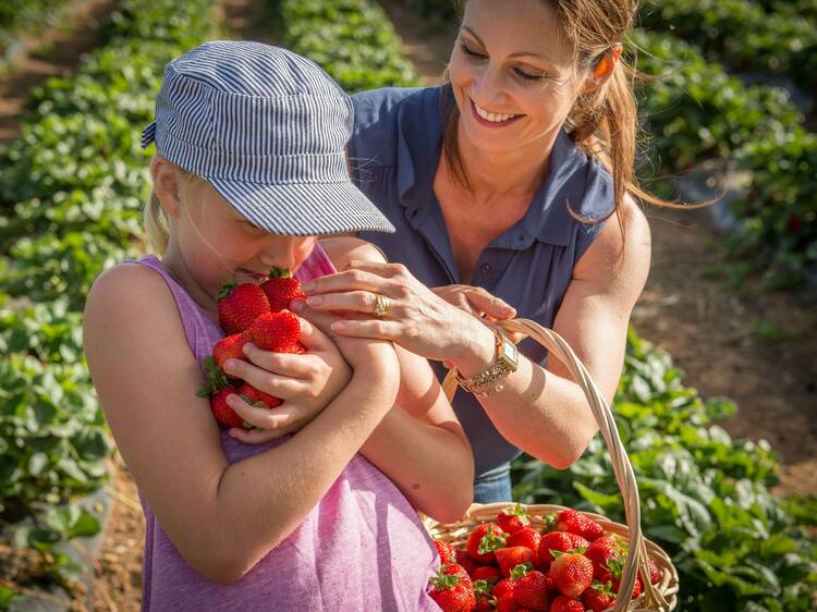 Go strawberry picking at Beerenberg
