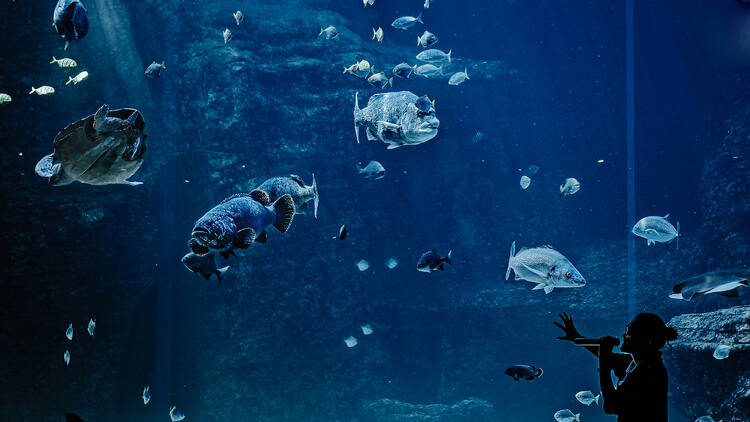 Visit the Two Oceans Aquarium