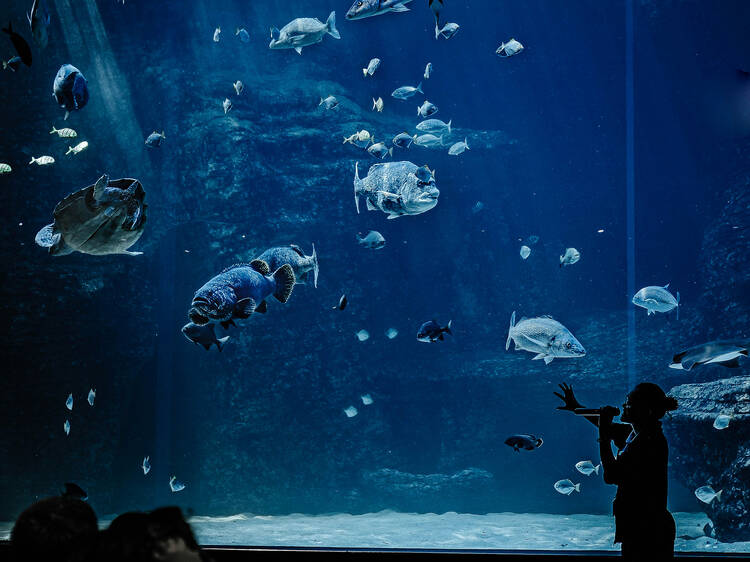 Visit the Two Oceans Aquarium