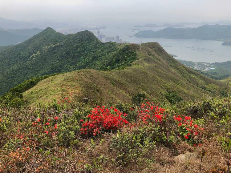 「發現紅花嶺郊野公園」遠足挑戰