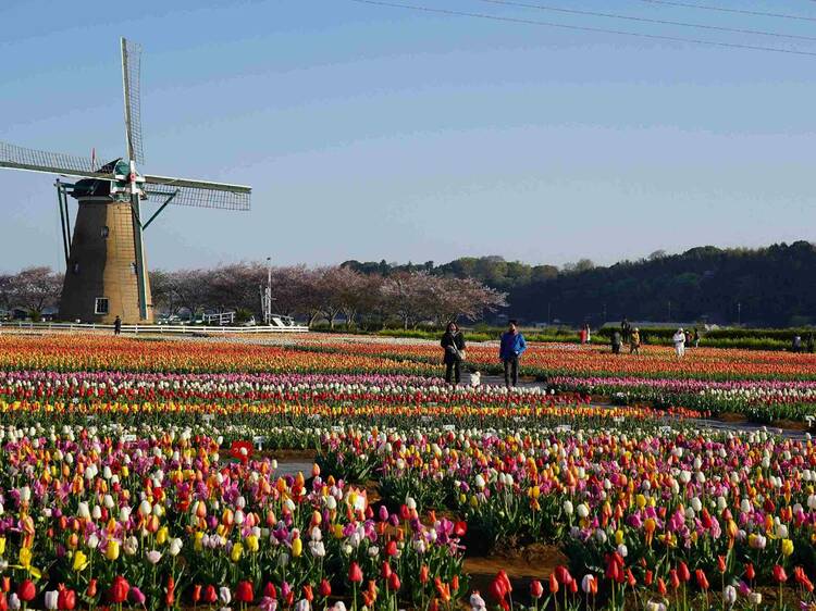関東最大級、100種類70万本が春を彩るチューリップフェスタが千葉で開催