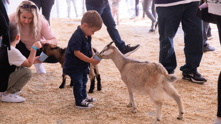 a little boy feeding a baby goat