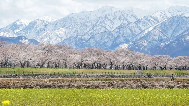 Asahi Funakawa in Toyama