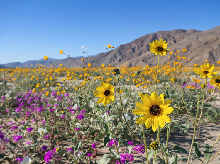 Here's where you can see the different blooming flowers in