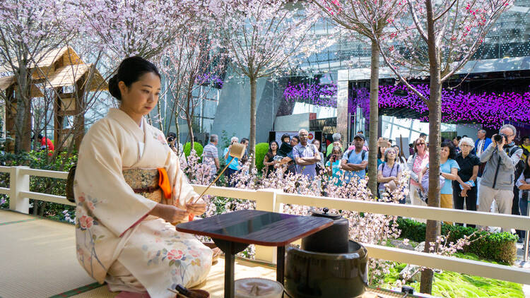 Japanese tea ceremony – Sakura at GBTB