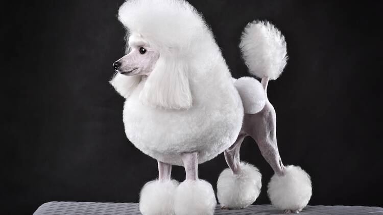 white toy poodle in continental clip standing on black background