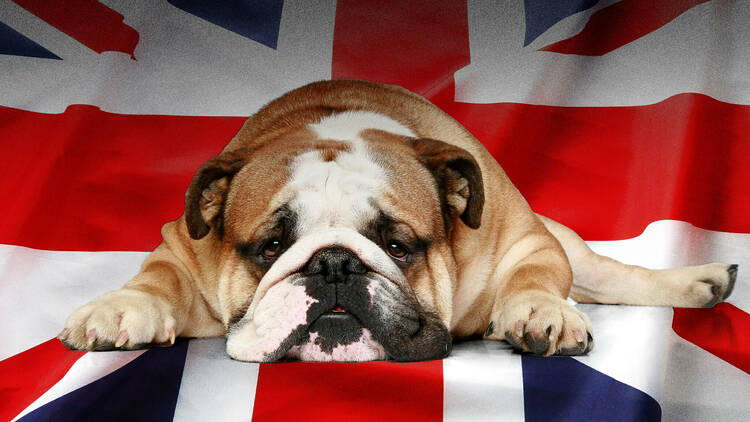 British bulldog on a Union Jack background