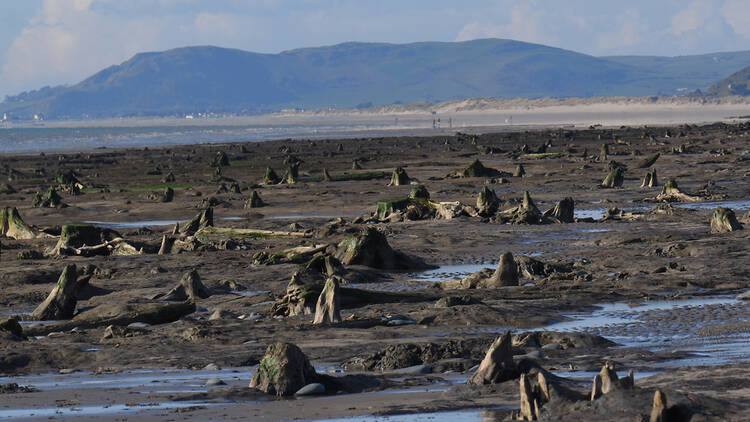 Petrified / fossilised trees in England